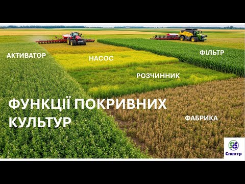 Видео: 5 функцій покривних культур: чому покривні культури – це інвестиція в землю