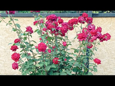 Видео: Утак - хороший папа// Подворье.
