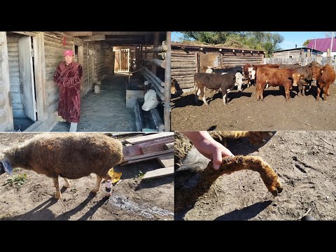 Видео: Жайлаудан келген бұзау баспақтар.Аяғы сынған саулық,шапан киіп бордақы баққан Нұрболат.