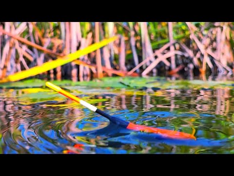 Видео: Осенний КАРАСЬ на ПОПЛАВОЧНУЮ УДОЧКУ! Конец СЕНТЯБРЯ а погода и клёв радует!!!