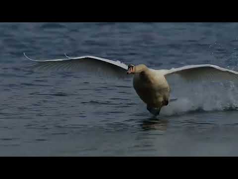 Видео: Мировой хит Кайрата Нуртаса - Сені Суйем в исполнении Гульмиры Избасхановы