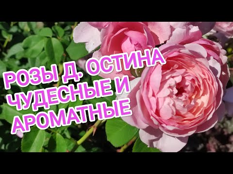 Видео: РОЗЫ Д. ОСТИНА. ВСЕ ЗА И ПРОТИВ.