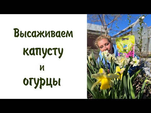 Видео: Высаживаем капусту и огурцы