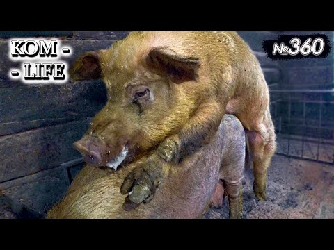 Видео: Последний паровозик «Косолапого»