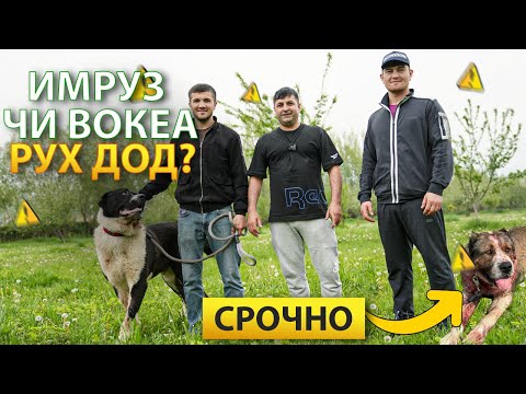 Видео: СРОЧНО ИМРУЗ ЧИ ВОКЕА РУХДОД ?