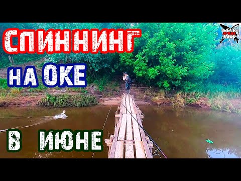 Видео: МОРЕ ПОКЛЁВОК. Рыбалка на Оке в июне на спиннинг. Ловля на отводной поводок