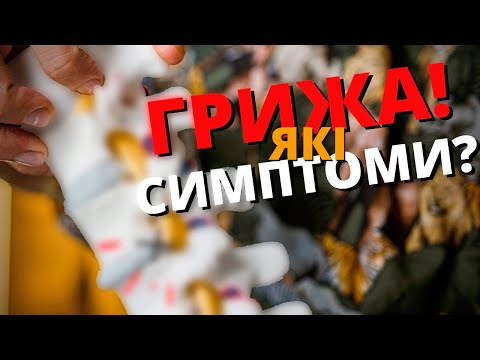 Видео: ЯК ЛІКУВАТИ ГРИЖУ? Які симптоми?