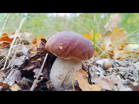 Видео: ДИВО ОСІННІЙ ЛІС 🌲 Гриби Не Закінчуються! Білий, Польський, Зеленушки та Гливи - у кошику асорті🍄‍🟫