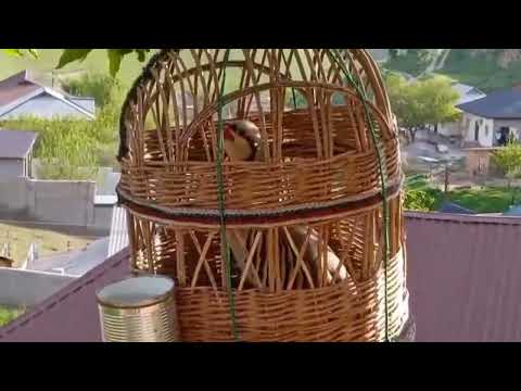 Видео: Модкабки Помир шикори 800 сомонӣ тел: +992 50 100 2685