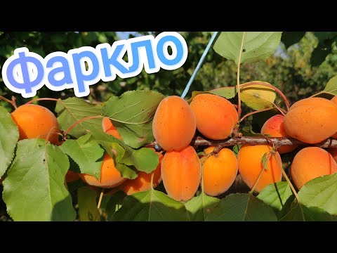 Видео: Абрикос Фаркло/Farclo