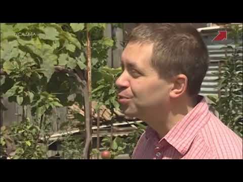 Видео: Альтернативный сад 5 серия картофель