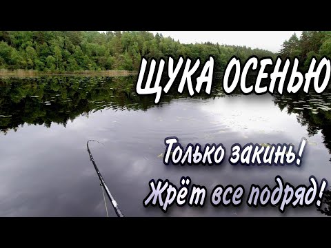 Видео: ЩУКА НА СПИННИНГ!!! Только закинь. Щука осенью. Ловля щуки. Спиннинг с берега. Рыбалка в сентябре.