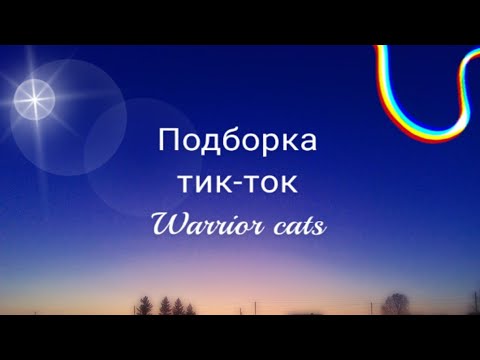 Видео: Коты воители | Подборка из тик-тока 1 ч.