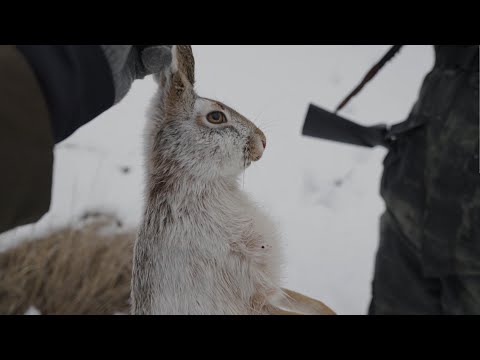 Видео: Ох и трудна эта охота, добыть полевого зайца проглота 7 дней охоты на зайца-русака