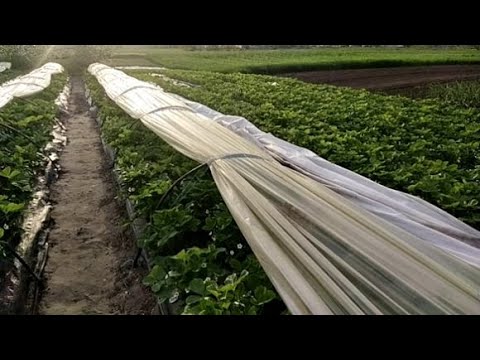 Видео: Обрезаем усы на клубнике, работаем на ягоду.  Обзор.