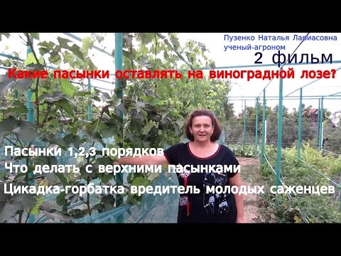 Видео: 2 часть фильма Какие пасынки надо оставлять на виноградной лозе?