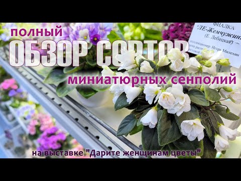 Видео: Полный обзор сортов мини-сенполий из моей коллекции на выставке в Доме Фиалки, март 2025