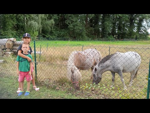 Видео: Билефельд. Германия. Зоопарк.