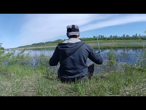 Видео: ТАКАЯ РЫБАЛКА ПОНРАВИТСЯ МНОГИМ!ОТМЕННЫЙ КЛЕВ РЫБЫ ПОД БЕРЕГОМ.РАЙСКОЕ МЕСТО!