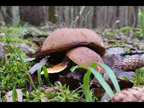 Видео: Спасибо лесу за грибной сезон! #грибы2022