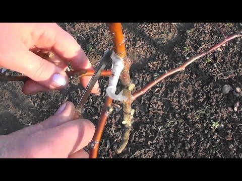 Видео: 🌳Прививаем "дерево сад"