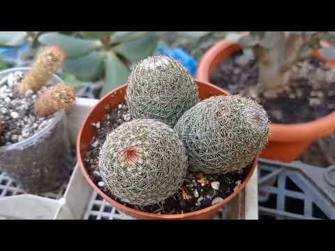 Видео: Новинки, кактусы и суккуленты в Ашане. 🥰🌸🌺🌼