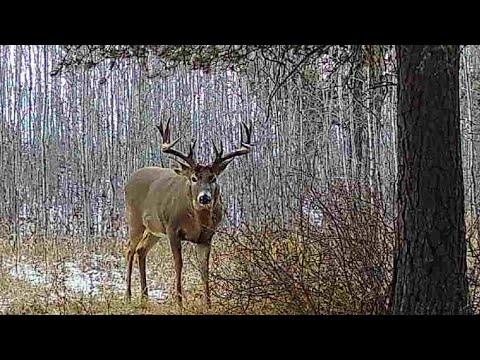 Видео: Гигантский белохвостый олень с луком. Охотьтесь на 180-дюймового зверя!