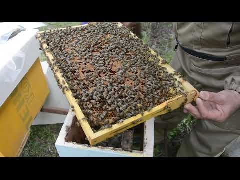 Видео: Пасека с нуля. С одной рамки до медовика. День пятый ревизия маточников.