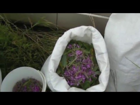 Видео: Иван-чай "Иван-Царевич": секреты производства