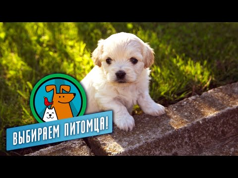 Видео: Обычные собаки. Выбираем питомца @moyaplaneta