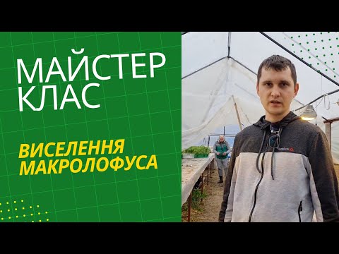 Видео: 【Майстер клас】 ЯК заселяти Макролофуса на розсаду томату?