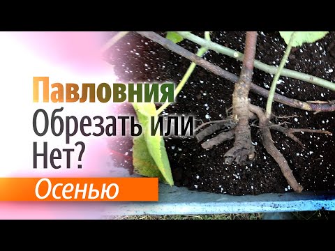 Видео: Обрезать Павловнию осенью или нет?