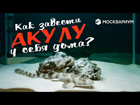 Видео: Как завести АКУЛУ у себя дома?