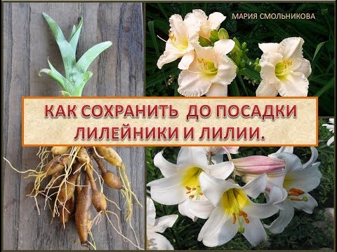 Видео: Как сохранить до посадки лилейники и лилии.