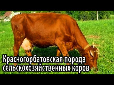 Видео: Красногорбатовская порода сельскохозяйственных коров