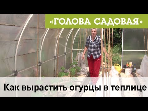 Видео: Голова садовая - Как вырастить огурцы в теплице