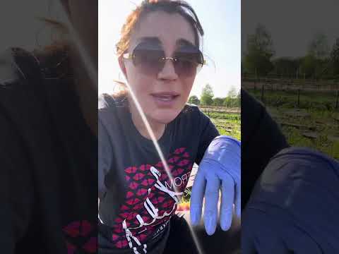 Видео: Разведение улитки. Сбор маточного стада улитки Максима. 4 сентября 2023 г.
