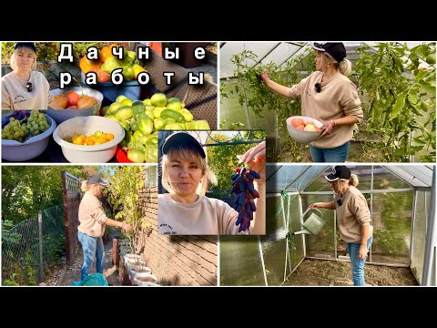 Видео: Мой Способ Выращивания Винограда / Сбор Урожая /  Сезонные Дачные Работы