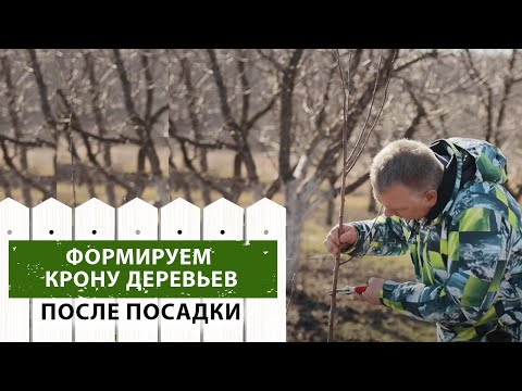 Видео: Формирование крон деревьев после посадки. Разбор основных ошибок.
