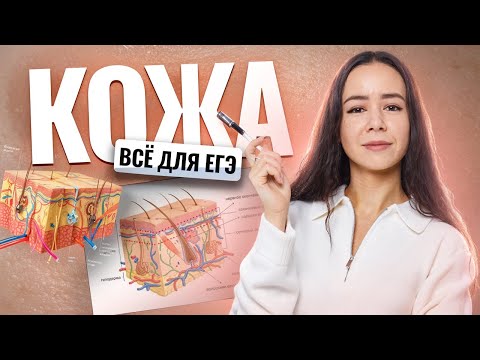 Видео: КОЖА: строение, функции — ВСЁ для ЕГЭ по биологии | Умскул