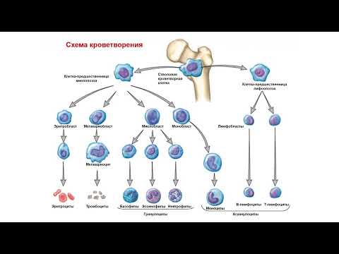 Видео: УЗИ. Доктор Иогансен. Выпуск 62. Спленомегалия и диффузные изменения селезенки. Часть 2.