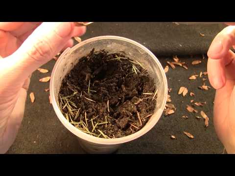 Видео: Как вырастить лиственницу.Замачивание, посадка.Часть 3.