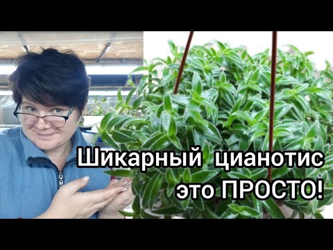 Видео: ЦИАНОТИСЫ в моей коллекции вместе с Традесканциями!