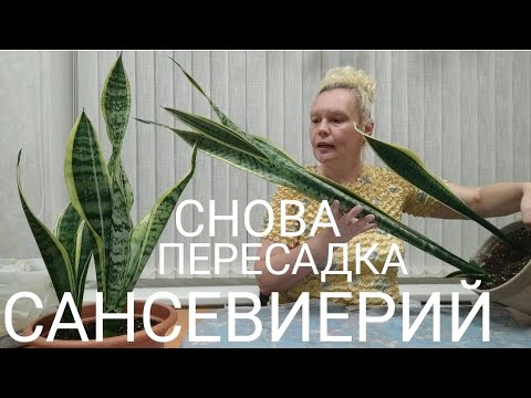 Видео: Отделяю огромную качающуюся детку сансевиерии Лауренти #сансевиерия #sansevieria