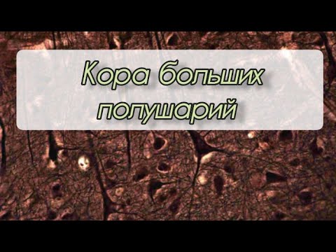 Видео: Кора больших полушарий