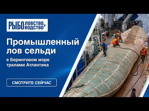 Видео: Промышленный лов сельди в Беринговом море тралами Атлантика