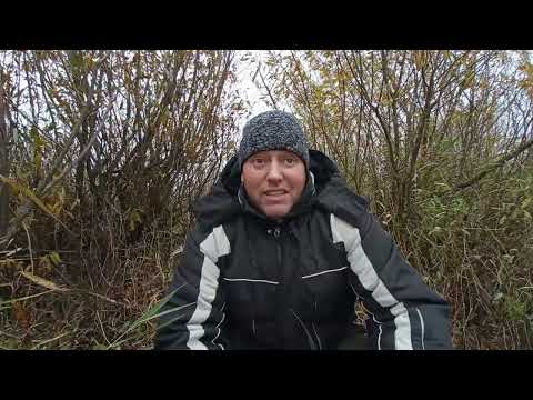 Видео: Ставлю донки на ночь/в поисках налима на Березине/Могилевская обл/Бобруйск/Беларусь!