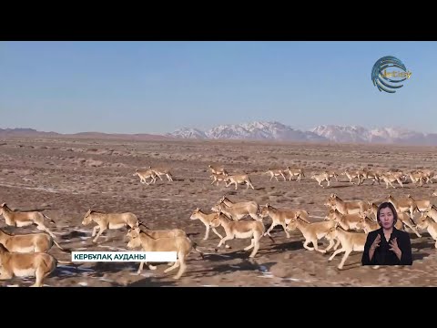 Видео: Алтынемелде жабайы аң-құс көбейіп келеді