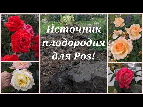 Видео: Больше грязи - шире...РОЗЫ! Переделка розария, и много всякого садоманства! 1 октября 2023 г.