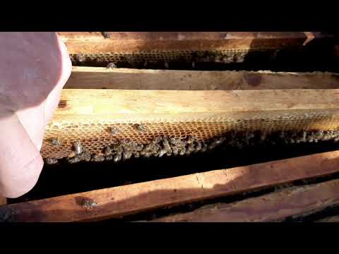 Видео: тарзи парваришти занбури Асал🌹